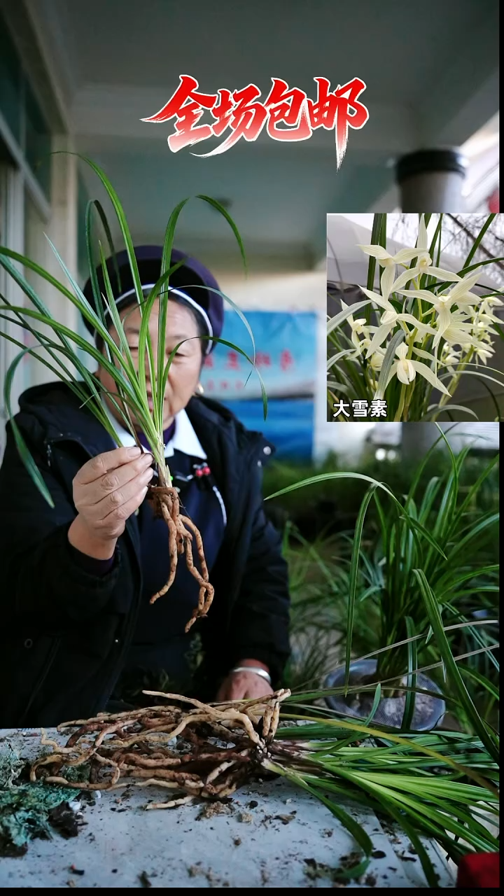 当前无花栽培后可以开花大雪素