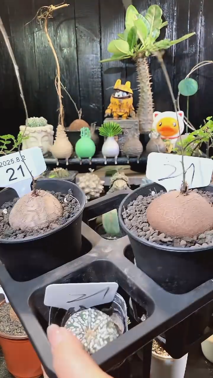 21号802福利南非龟甲龙买1送1个