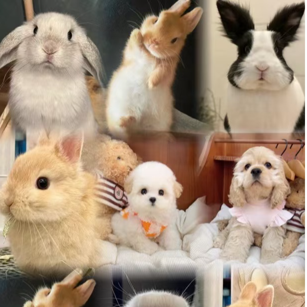 杭州宠物活体链接 C