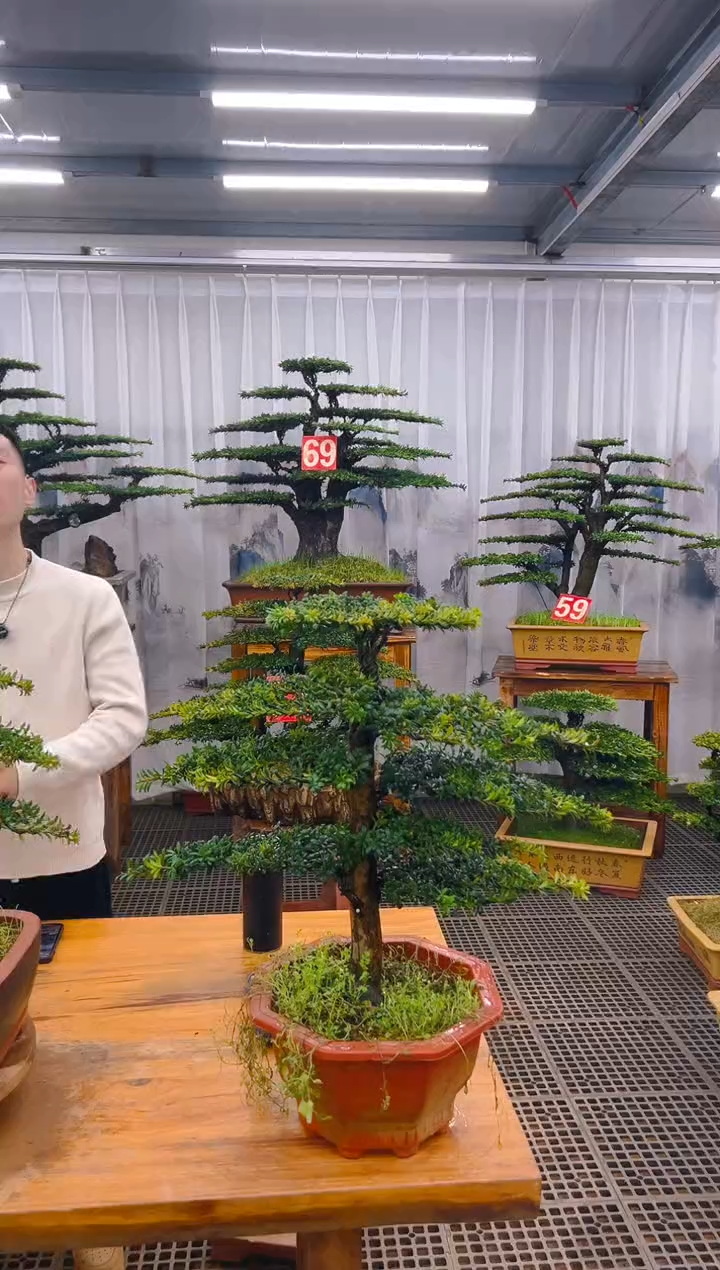 【闪购商品】紫砂精品盆景直播间一物一拍