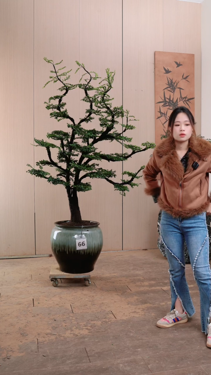 【闪购商品】66号广东小叶紫檀黑骨茶