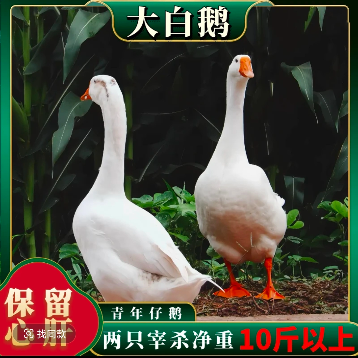 山东大白鹅【买一送一两只净重11斤以上】农家散养大白鹅土鹅杀完带