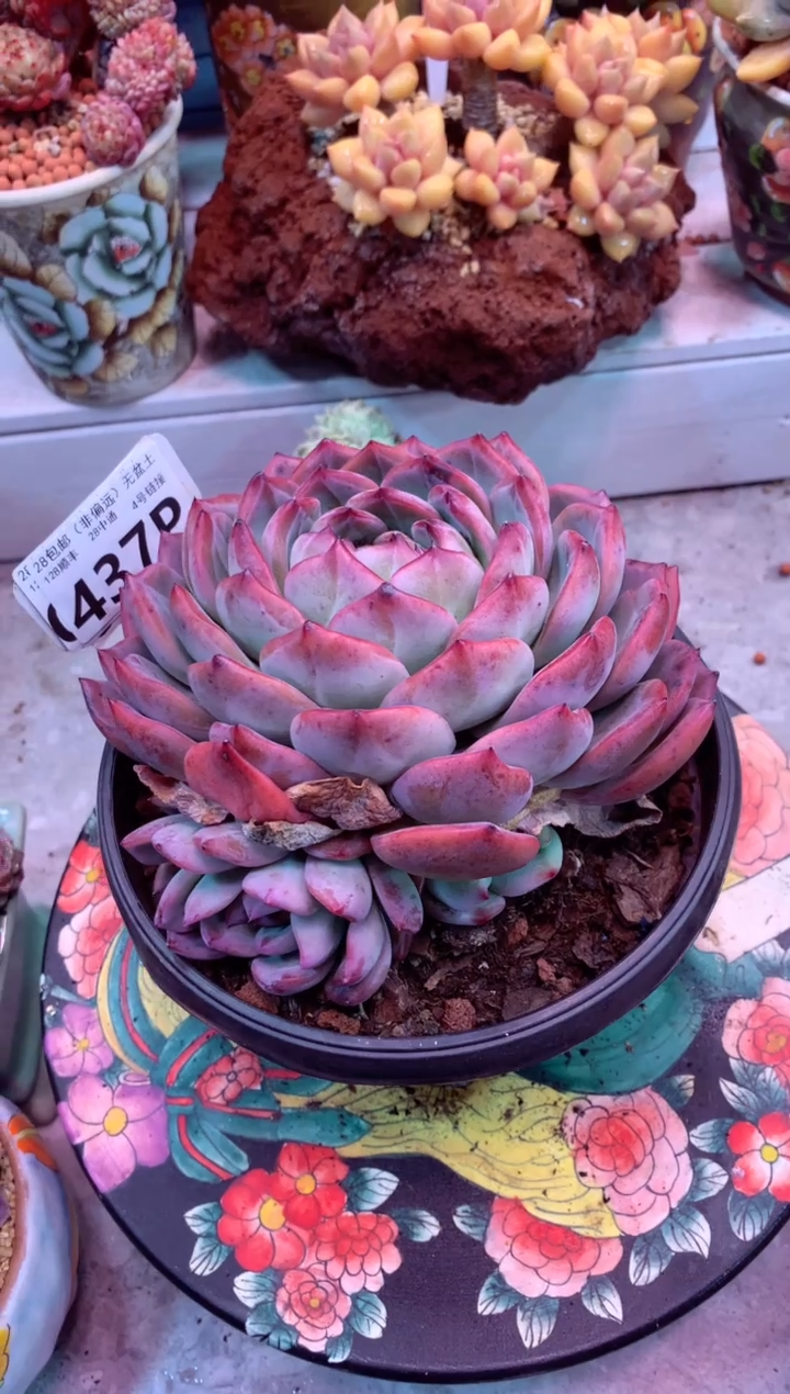 红鸾437P（一物一拍，精品多肉，所见即所得 ）