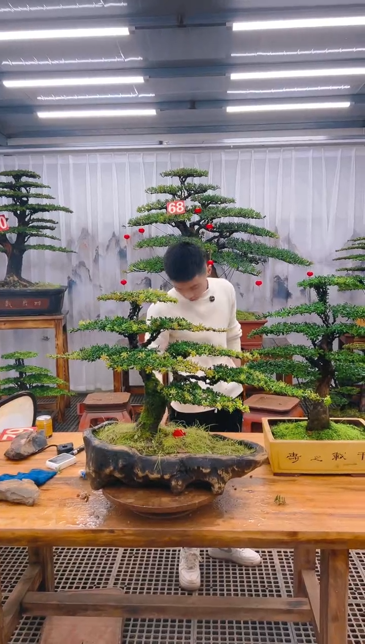 【闪购商品】紫砂精品盆景直播间一物一拍