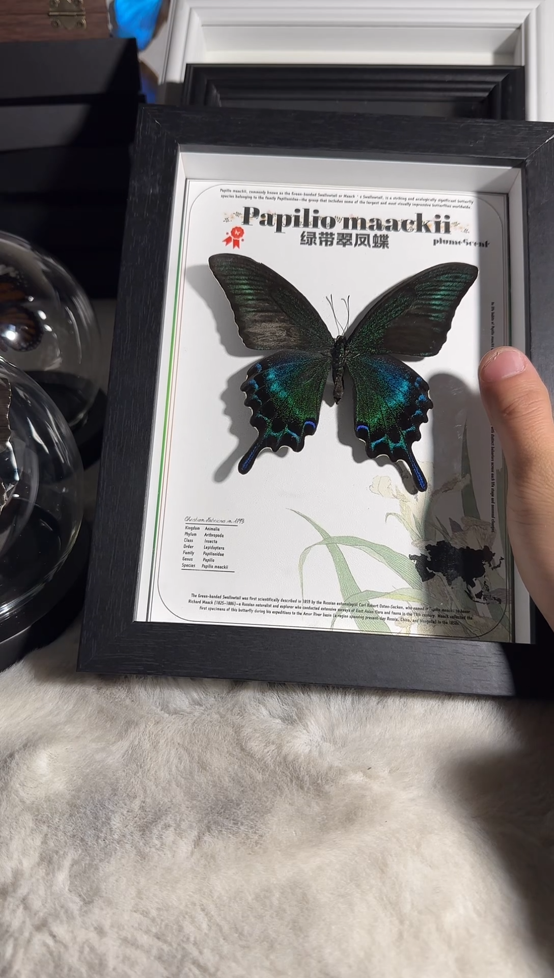 有机玻璃大绿带8寸   