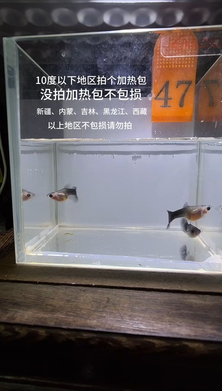 孔雀鱼黑白蓝礼服短47