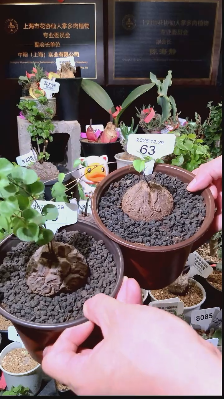 63号1229福利南非龟甲龙买一送一