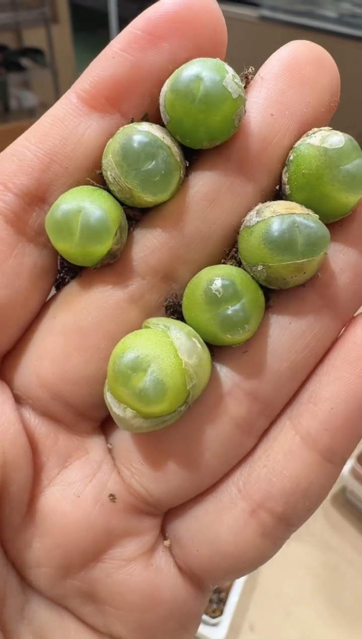 4多肉植物肉锥陶亢娘拉登一颗