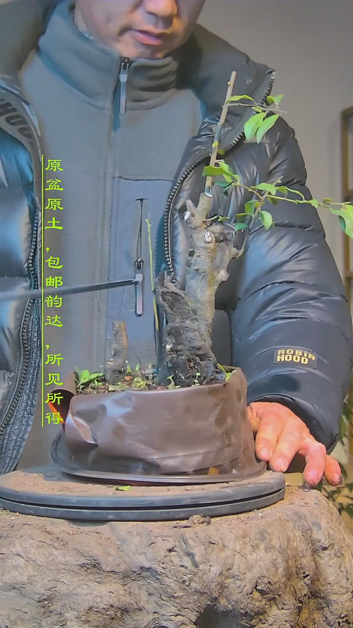 【闪购商品】灌木金弹子