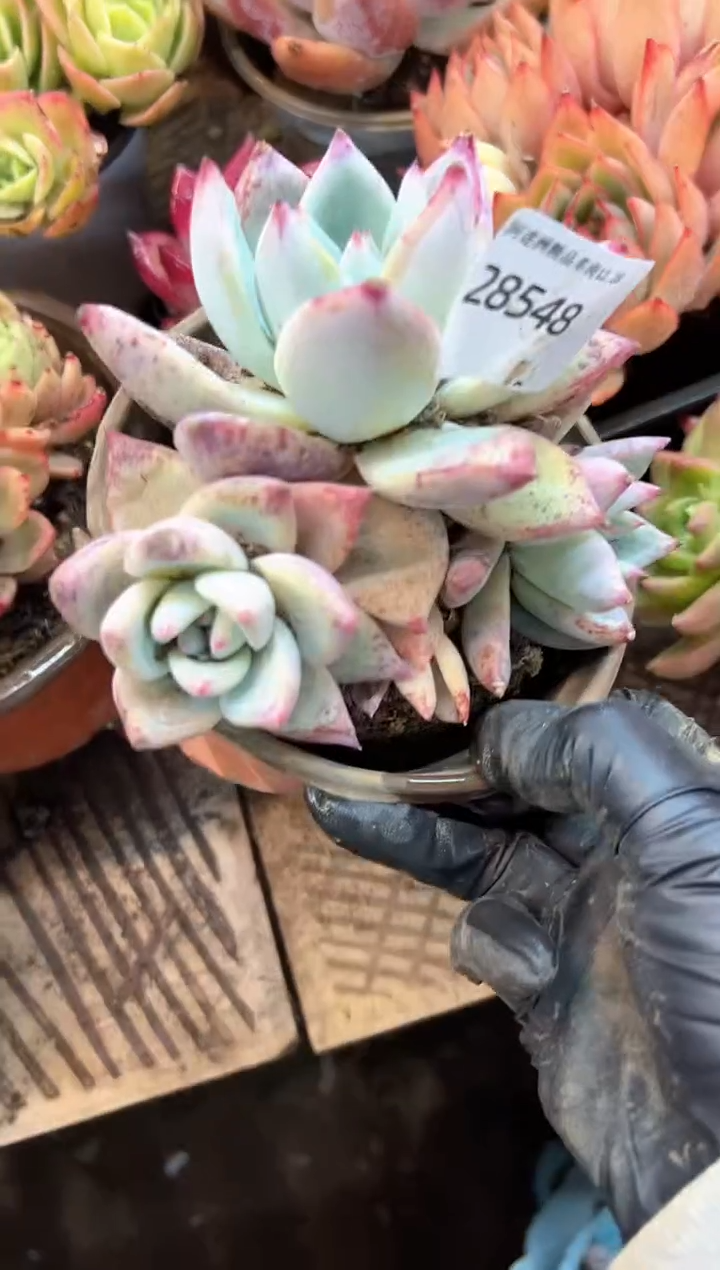 芳**好多肉植物一物一拍28548