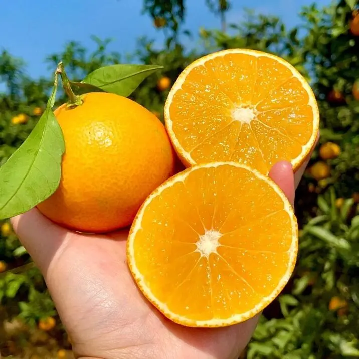 【果冻橙】四川眉山爱媛果冻橙带箱5斤新鲜采摘坏果包赔