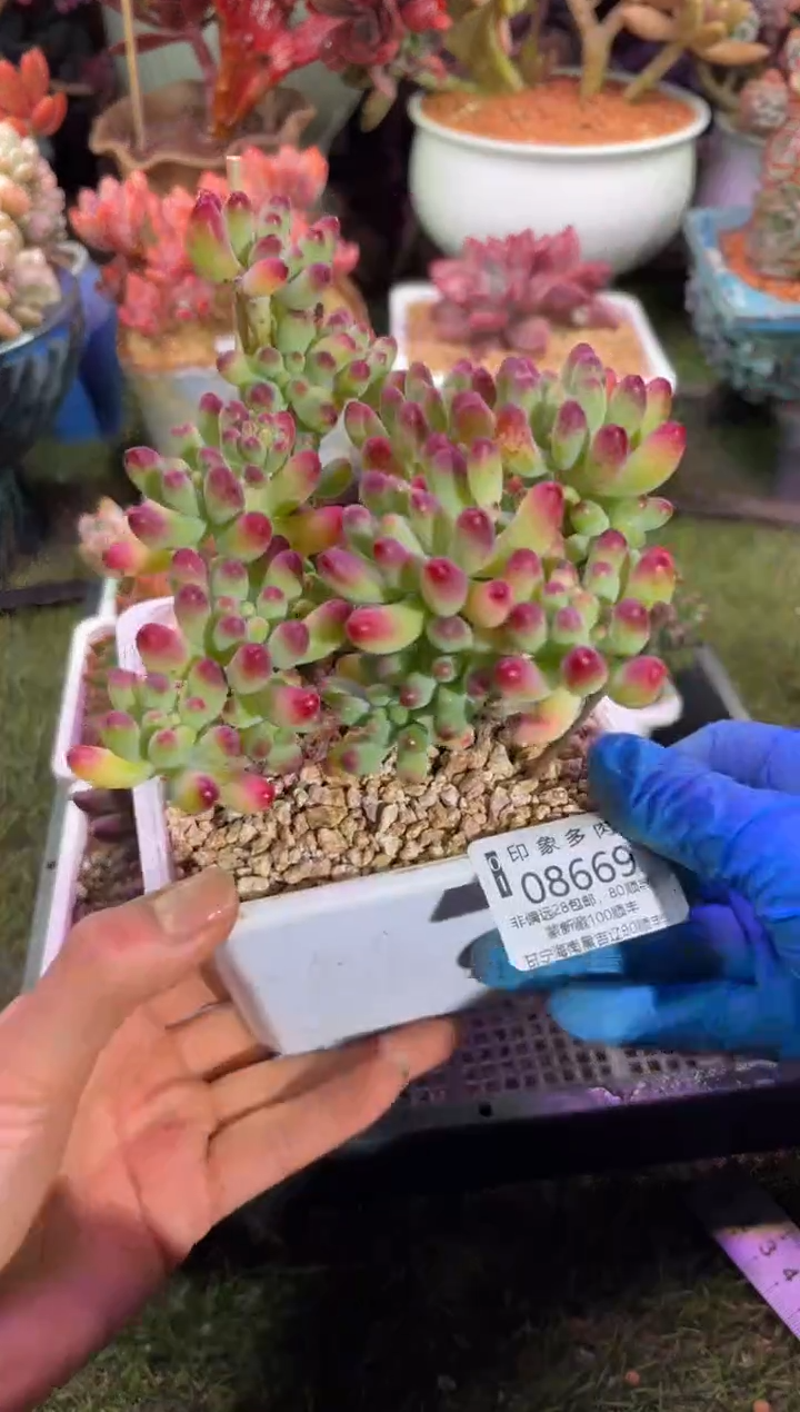 【闪购商品】08669