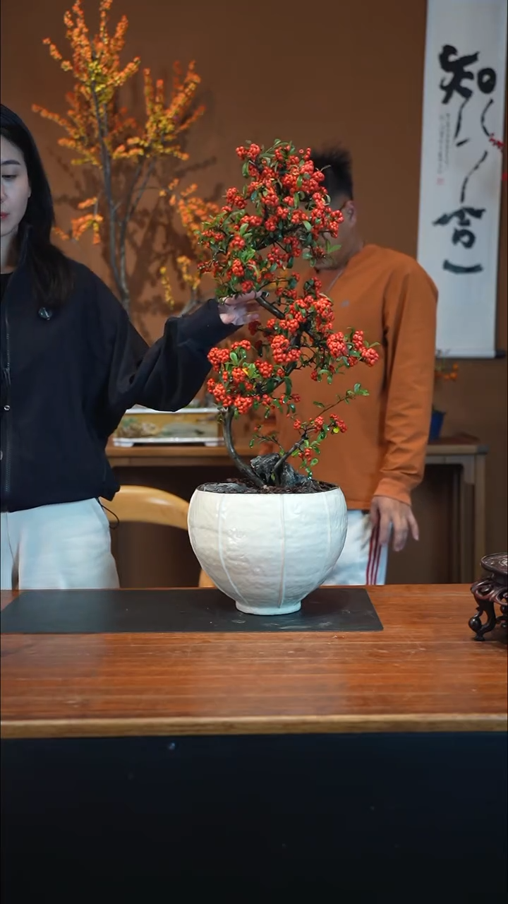 全部花朵灿***燊火棘盆景盆景盆景