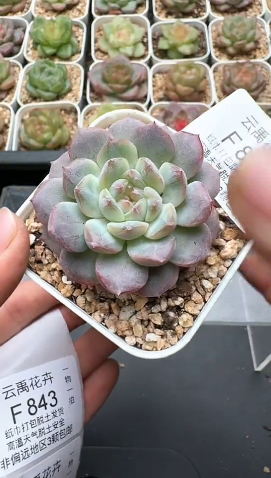 842F云禹多肉植物 默认脱土纸巾打包 3颗包邮