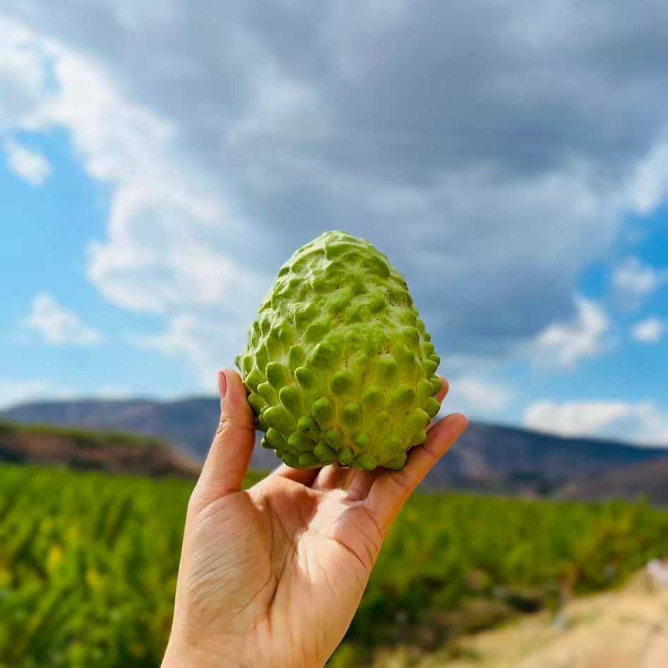 【热卖】凤梨释迦果 当季大果4-5头左右 包邮