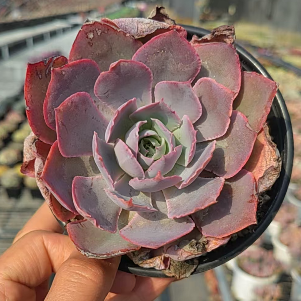 【新疆特价多肉】pink/单头/9cm塑料盆【一单包邮】