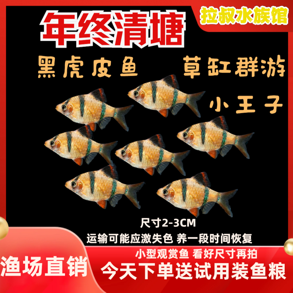 【黑虎皮鱼】新手好养热带观赏小型活体宠物鱼草缸群游耐活