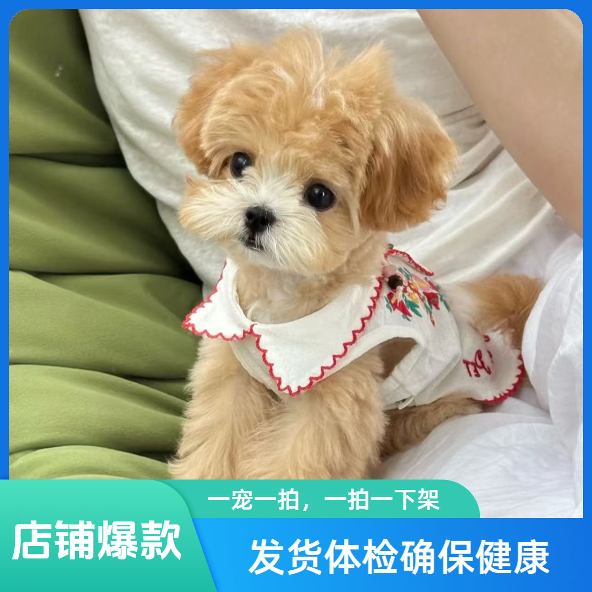精品马尔泰可卡布泰迪熊马尔熊直播专用一宠一拍链接