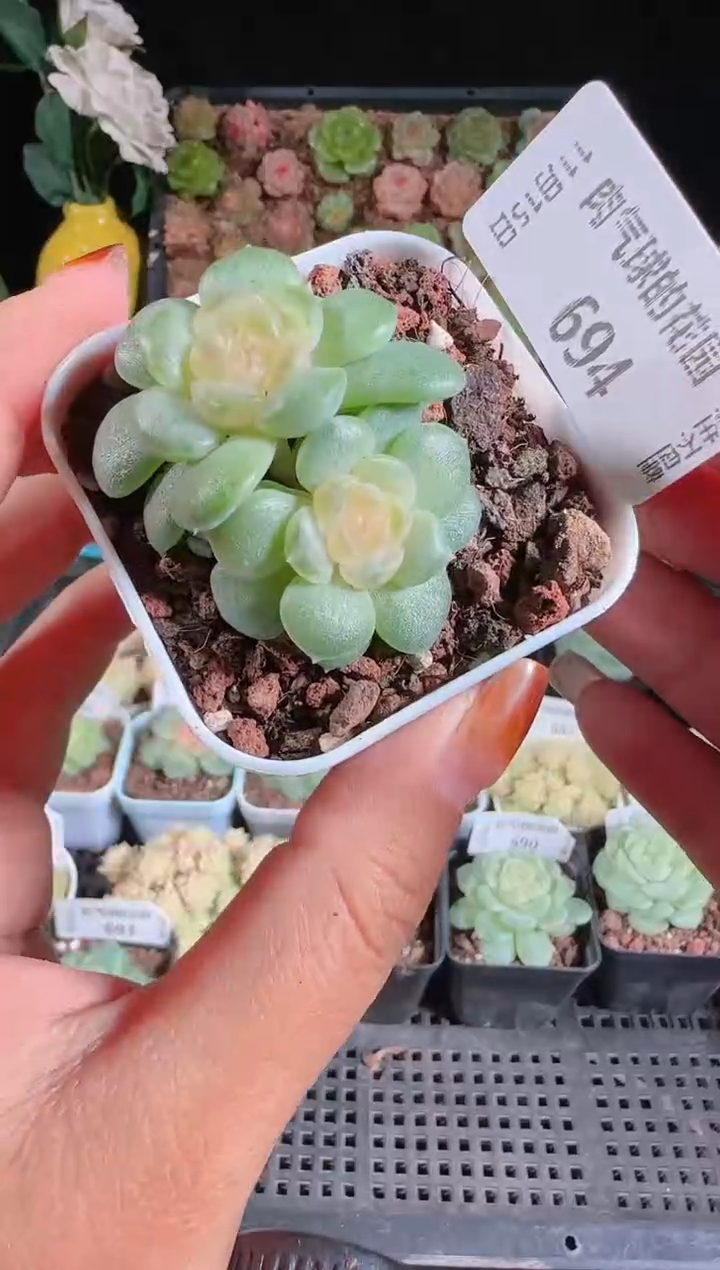 1115-694流莹群生不包整