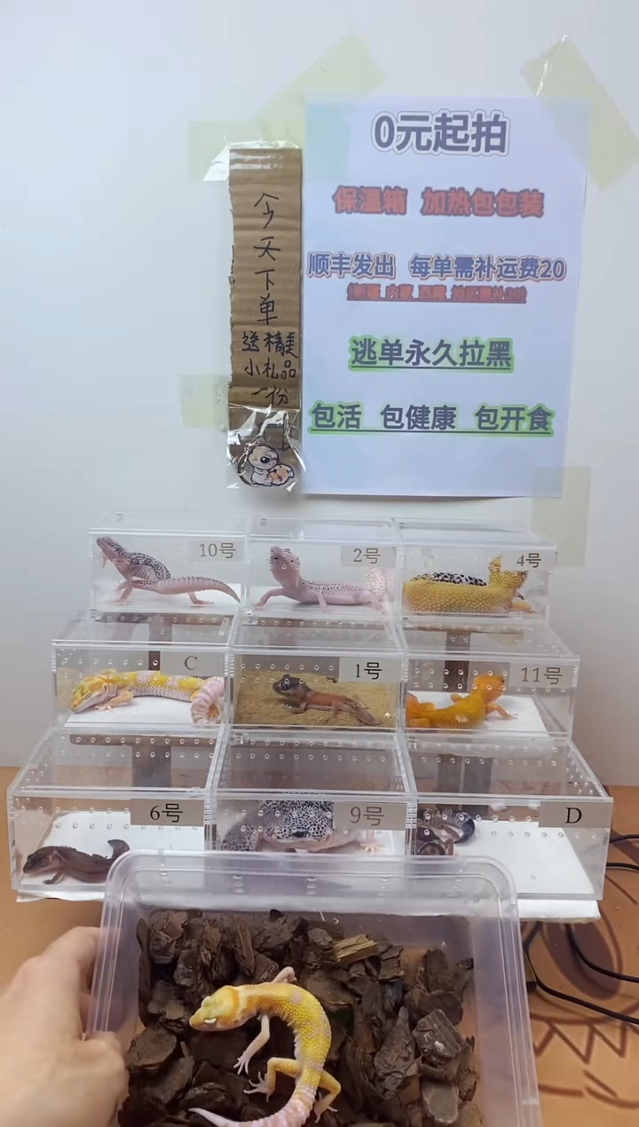 豹纹守宫豹纹守宫幼苗亚成体成体