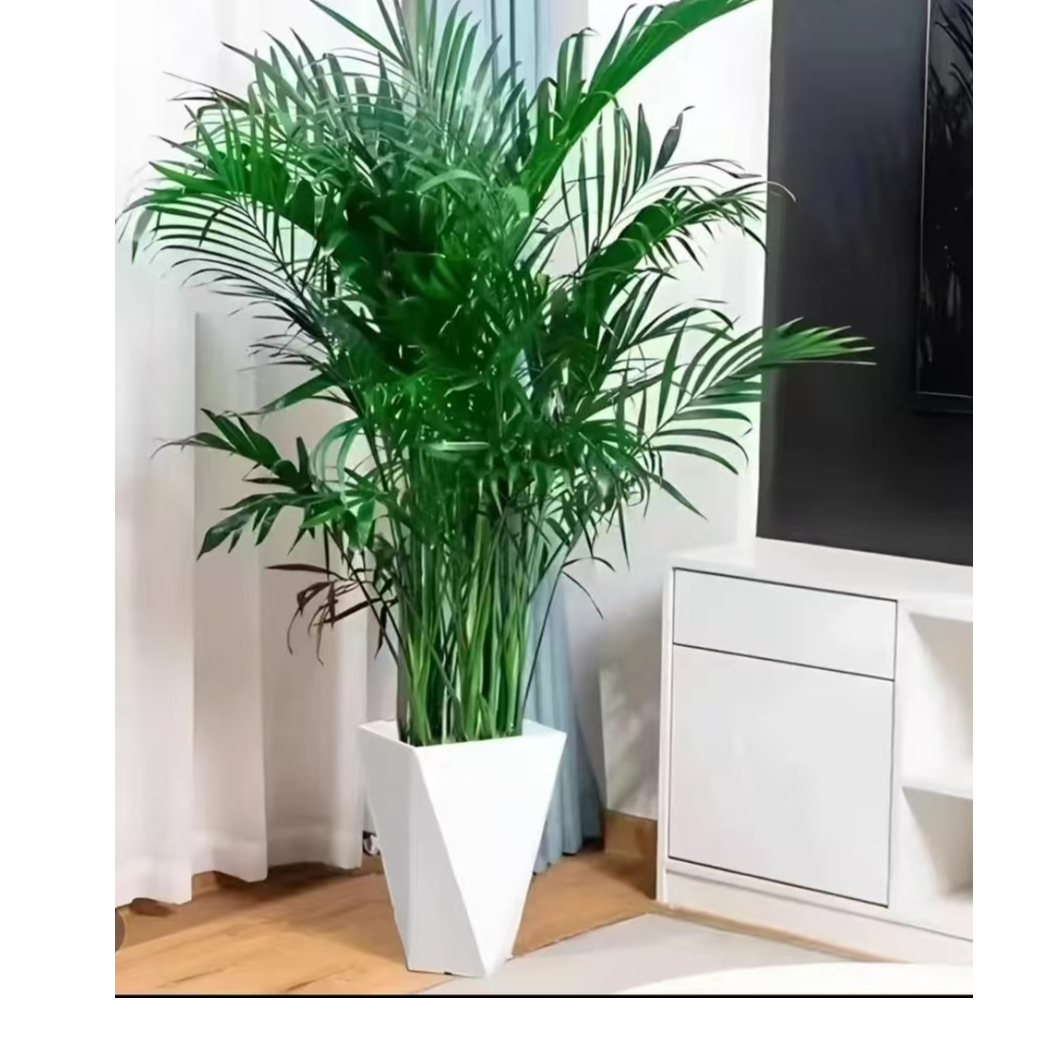 富贵椰子树（1.1米-1.2米）室内净化空气绿植好养活四季常青