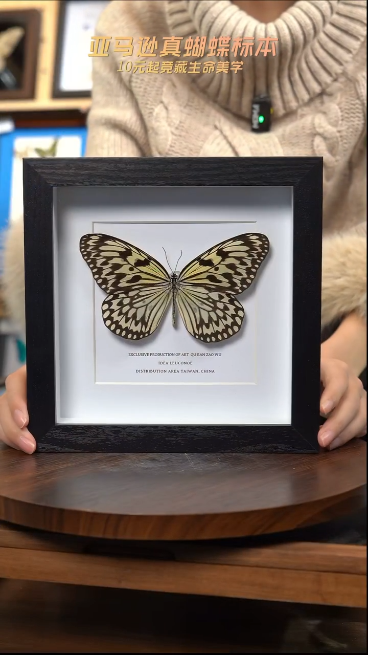 大帛斑蝶6寸方框简约款