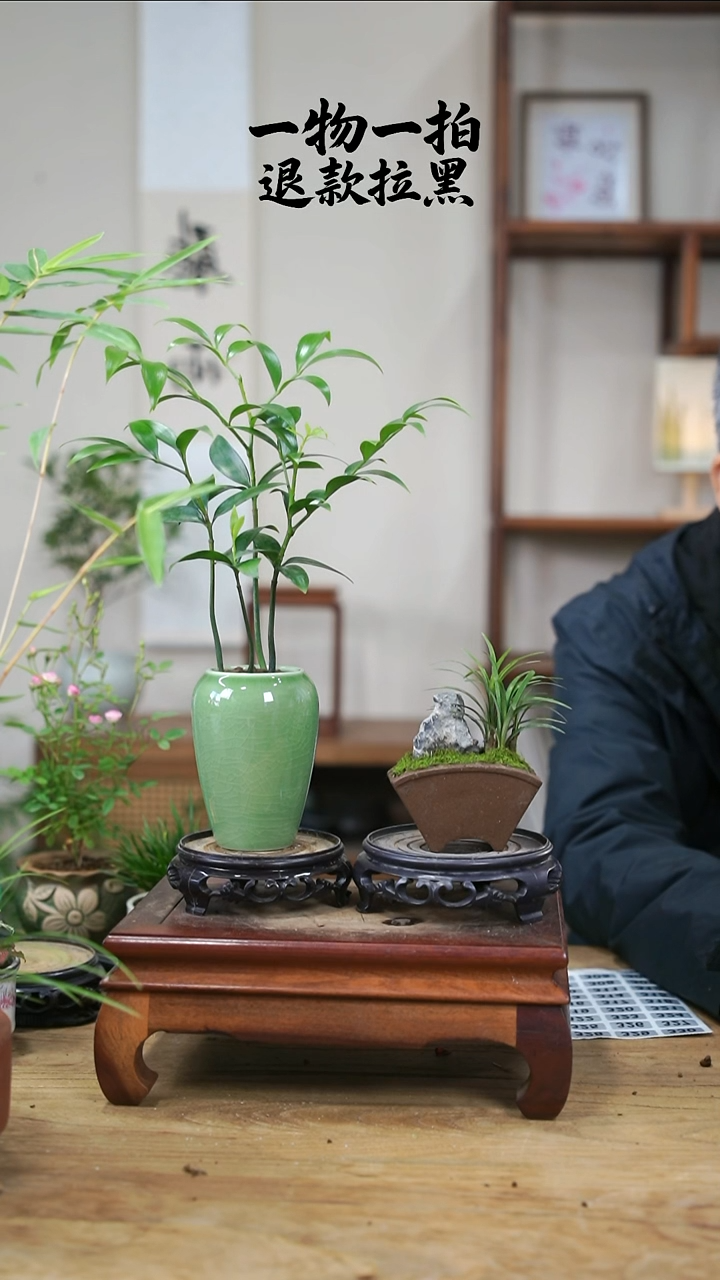 完全开放南**方竹柏+玉龙草303