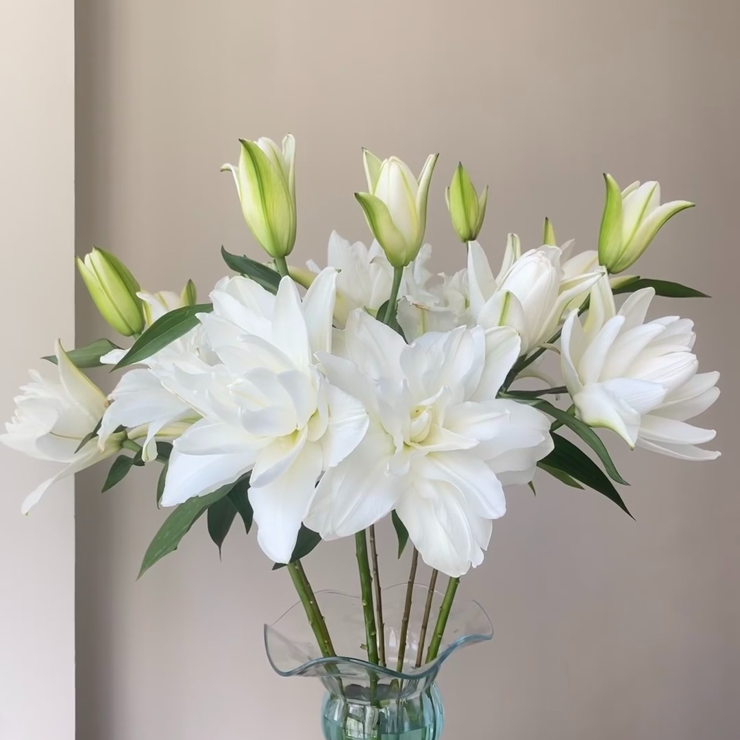 三头【白玉环】重瓣百合 栀子柠檬清香 夏天小清新 纯白色 