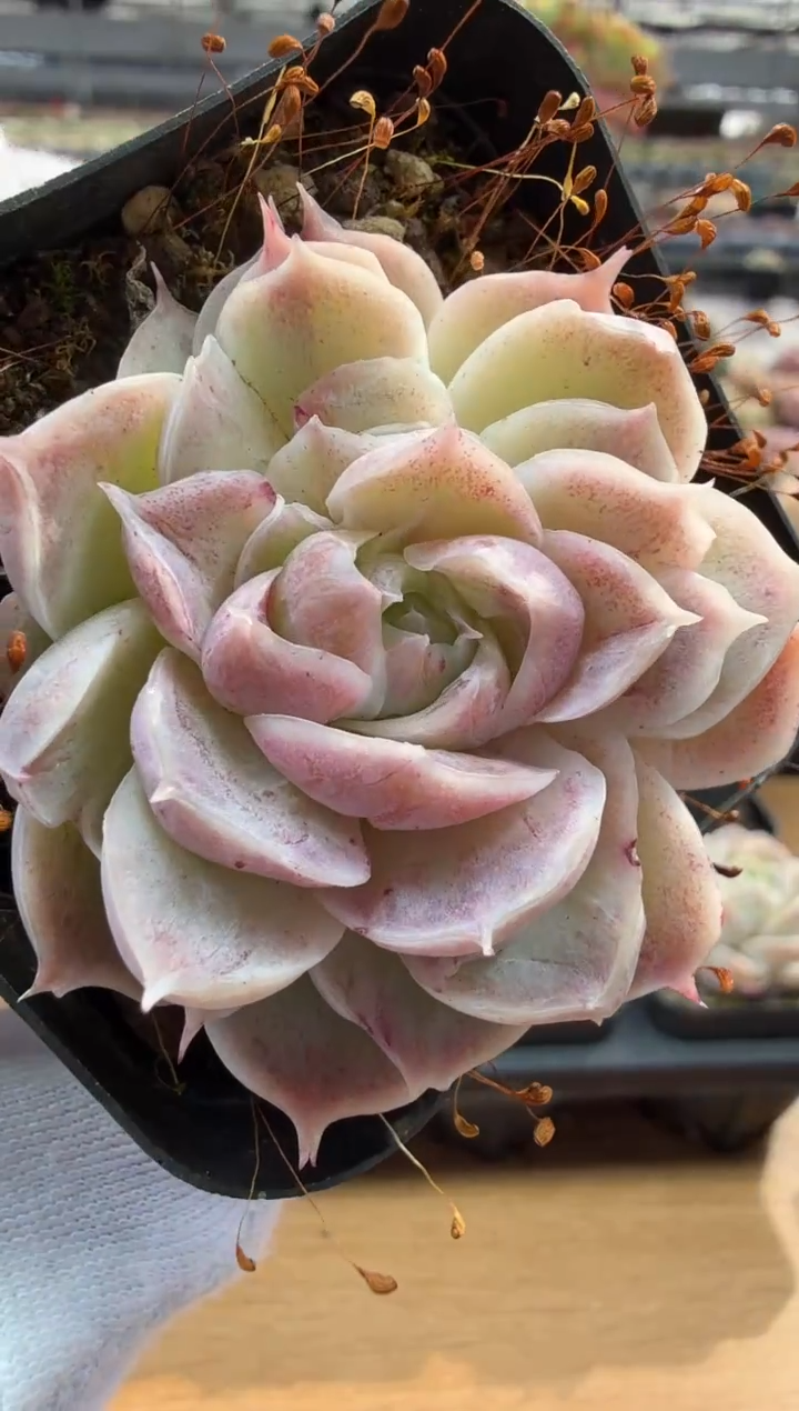 东云多肉园二店-111