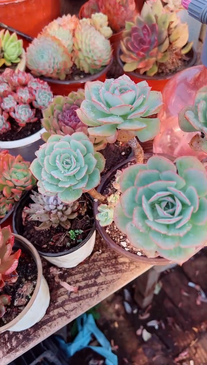 M*、多肉植物一物一拍15059