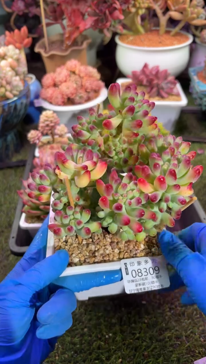 【闪购商品】08309