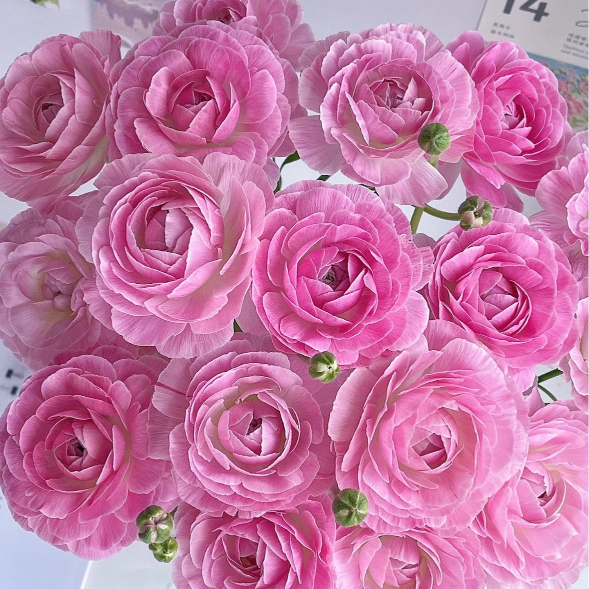 【一品花集】稀有大头【麦浪】洋牡丹 云南昆明基地发货家用鲜花