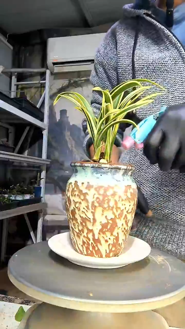 雕***力中青园艺一物一拍花440