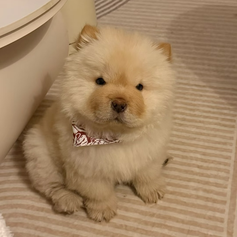 『万协犬舍』狗狗活体链接