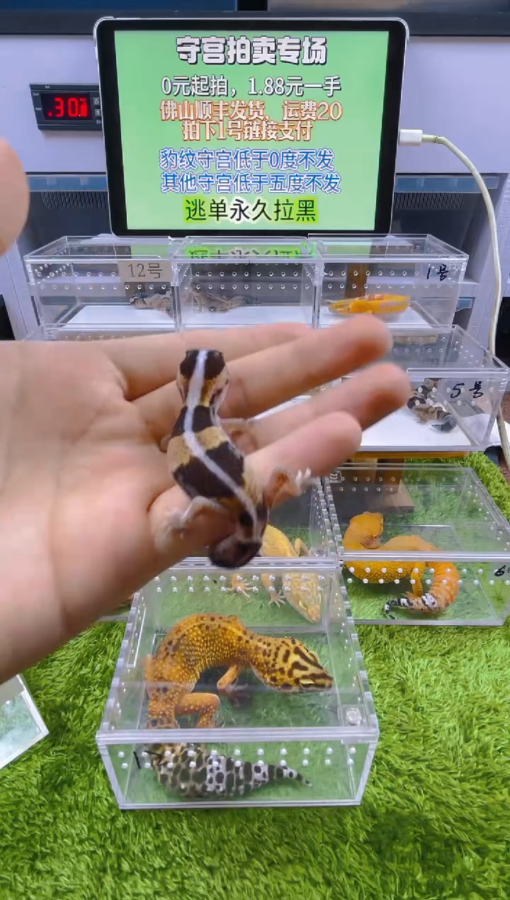 豹纹守宫守宫可爱温顺迷人好看
