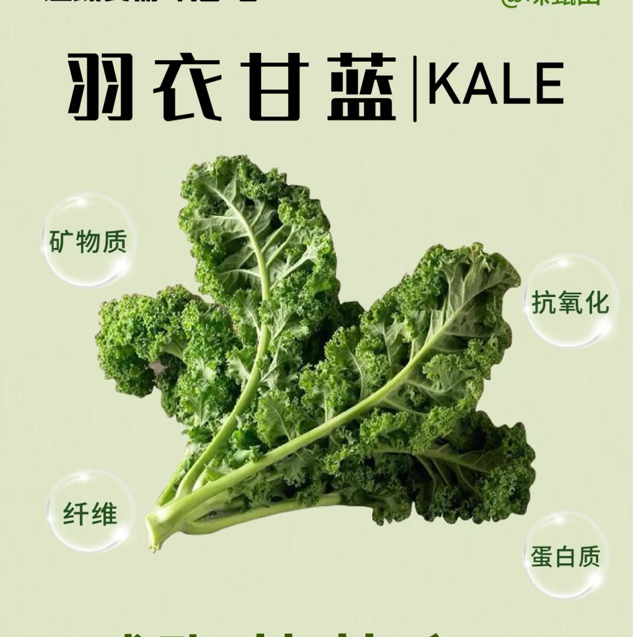 新鲜羽衣甘蓝嫩叶适合健身食用可制作西餐沙拉的蔬菜