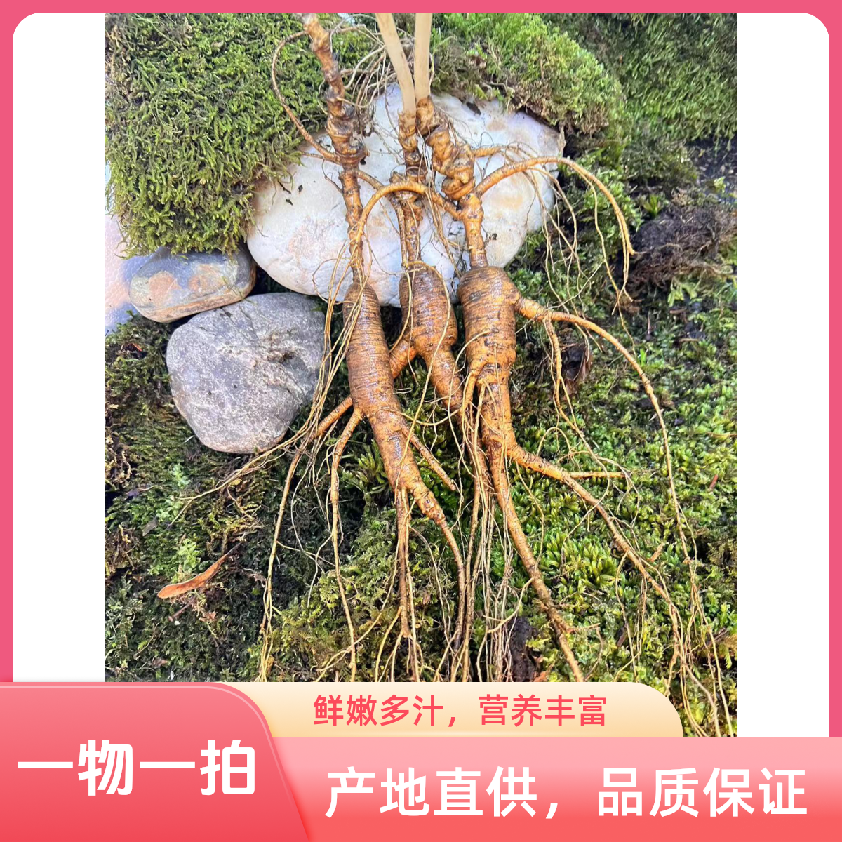 东北长白山特产林下参可泡酒煲汤的滋补好物一物一拍