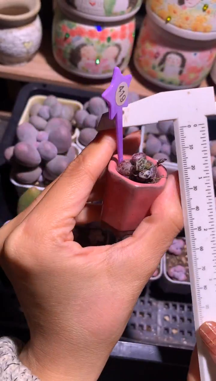 凯蒂猫海豹多肉哈哈