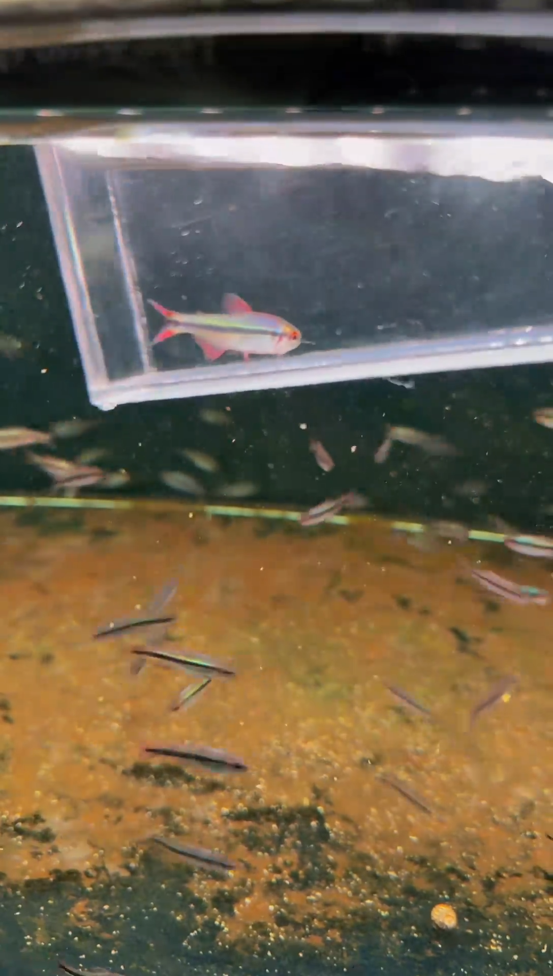 灯科鱼皇室青魔鬼*1