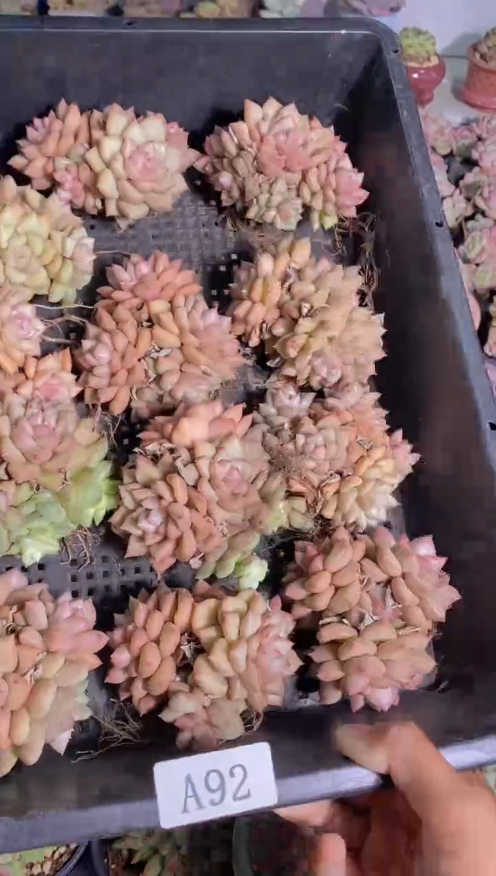 A92-黄金象牙群脱土发（量拍）