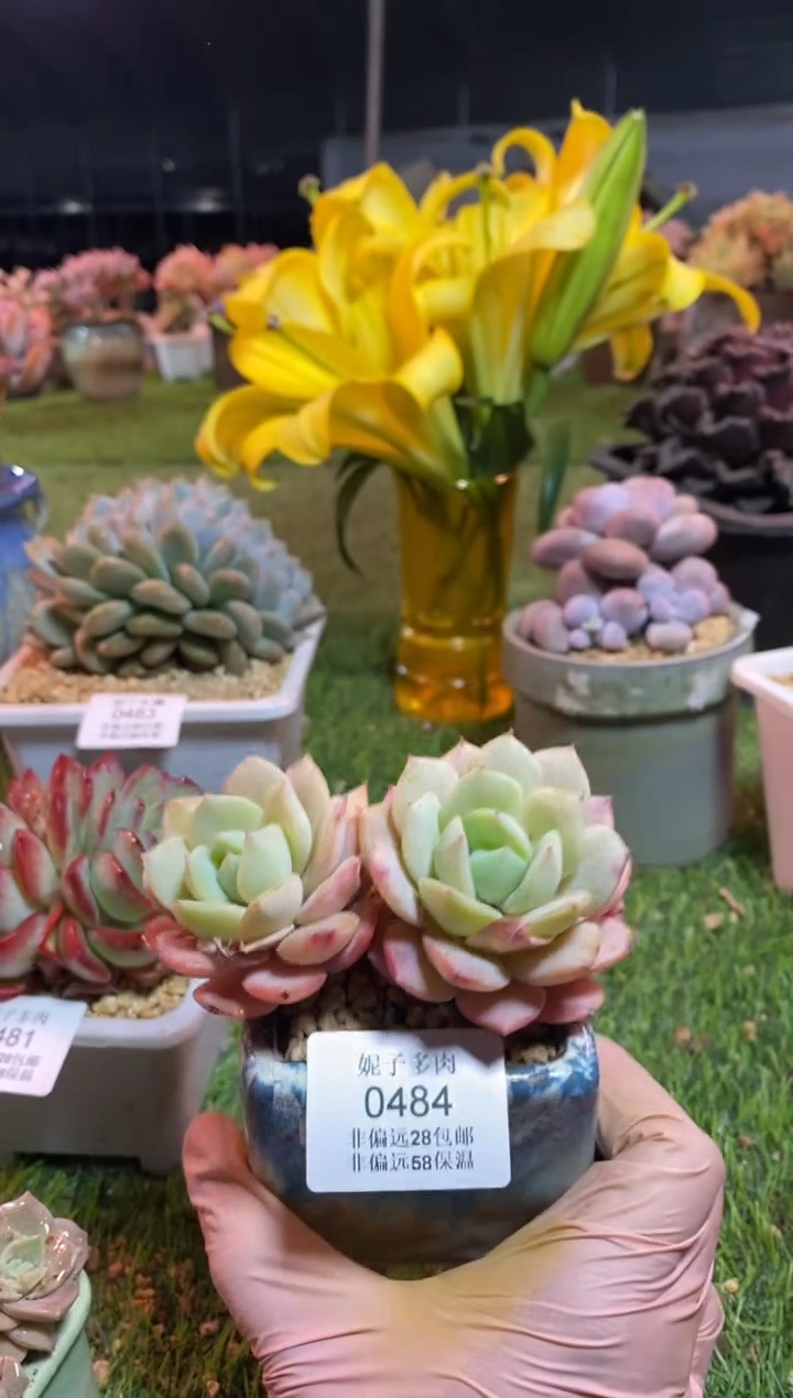 【闪购商品】0484a