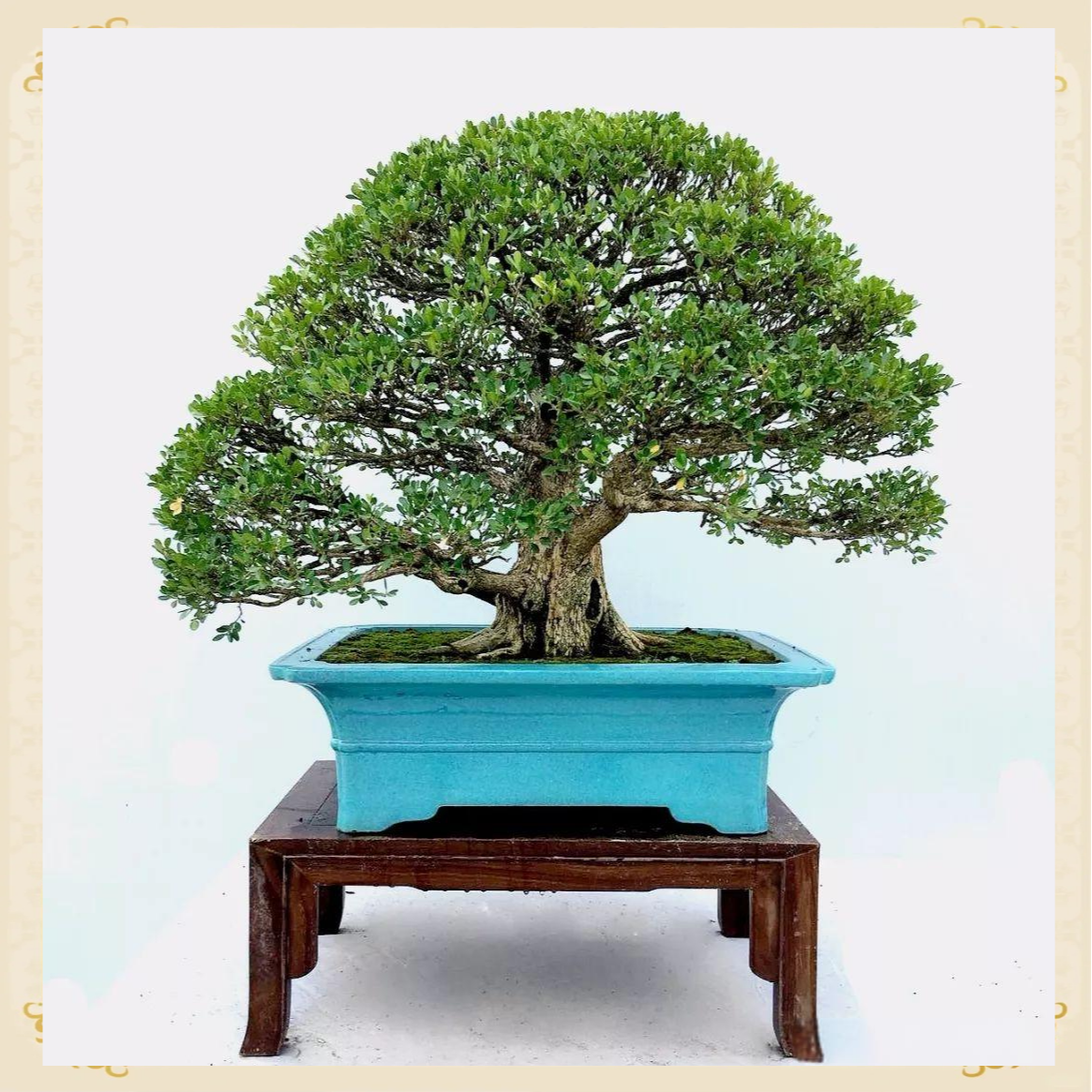  黄杨盆景小叶瓜子黄杨球苗庭院绿篱树苗独杆耐寒植物篱笆墙