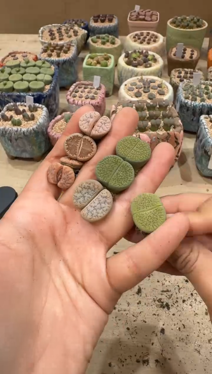 10-22多肉植物肉锥