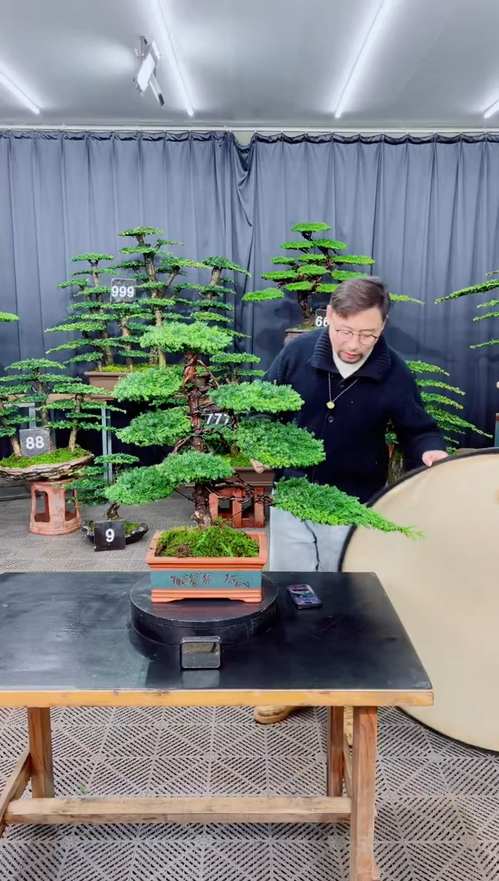 无花朵盆景.........