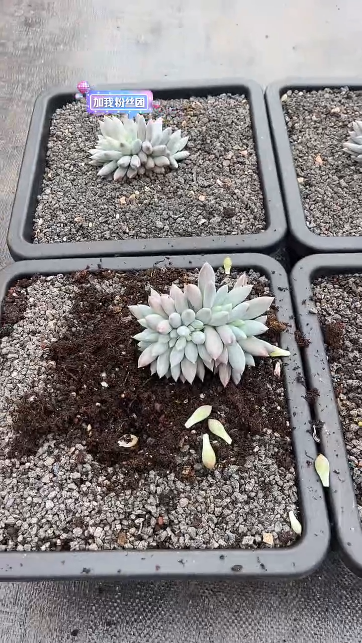 哥特萝莉缀化多肉植物