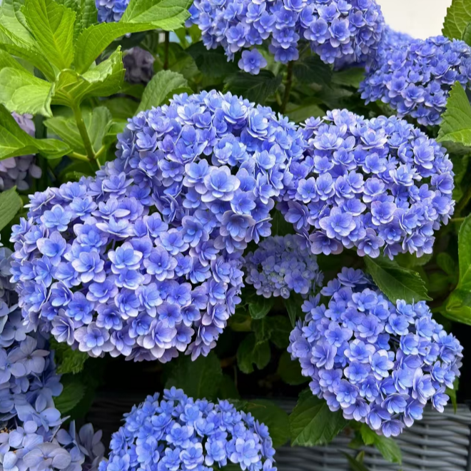 植选 大花绣球-花手鞠 盆栽