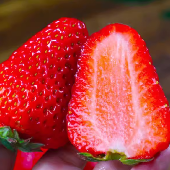 刘家峡 Cao Mei  1斤甘肃省