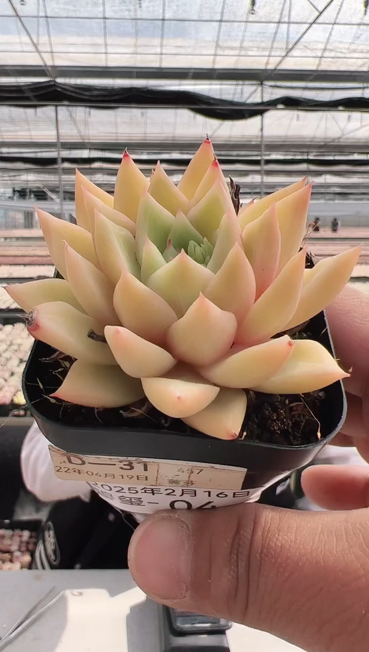 【闪购商品】碧玺多肉-4