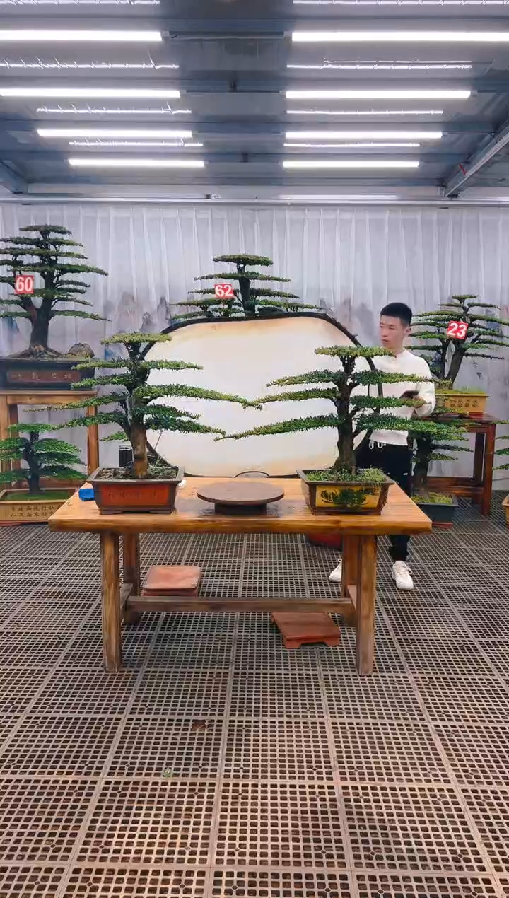 【闪购商品】紫砂精品盆景直播间一物一拍