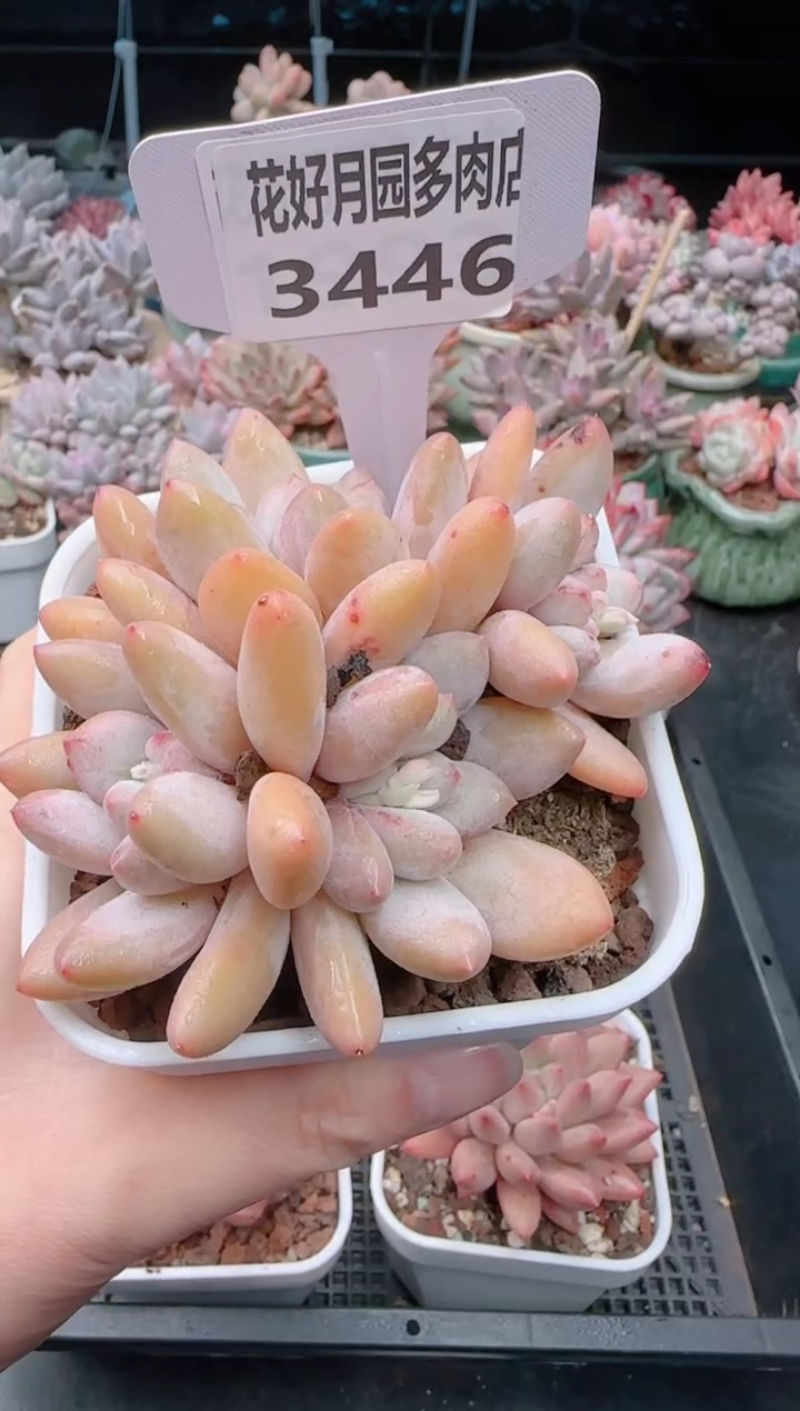 【闪购商品】3446香水